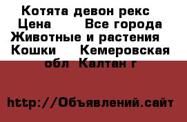 Котята девон рекс › Цена ­ 1 - Все города Животные и растения » Кошки   . Кемеровская обл.,Калтан г.